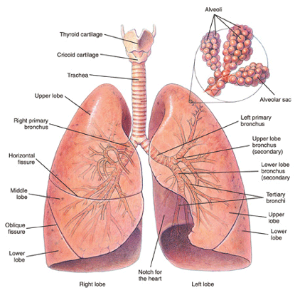Bronchi and lungs Bronchi and lungs