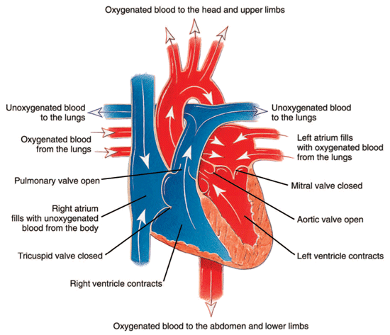 Heart Contraction Heart Contraction