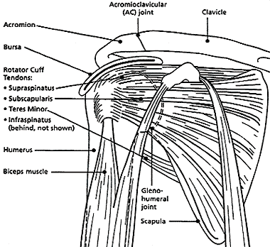 Soft tissue of the shoulder Soft tissue of the shoulder